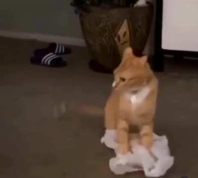 Cat scientist discovers that plastic bags make funny noises