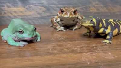 The Frog, The Toad and The Salamander