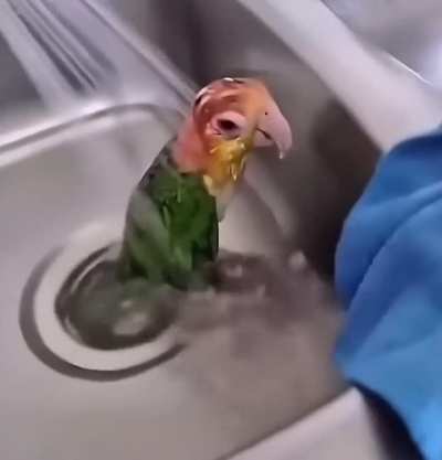 Intrusive thoughts: 1 birb: 0