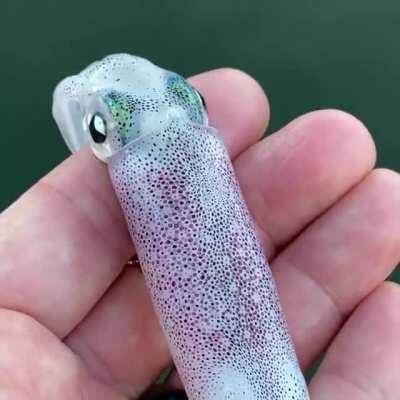 Сквидвард под кислотой