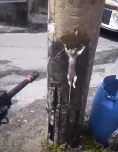 cruelty in Brazil needs a stop!!!!!