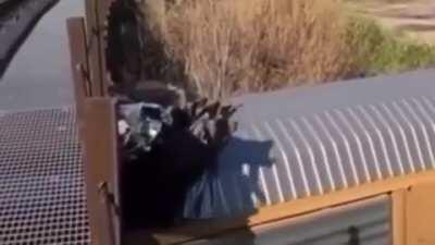 Opening all them cans