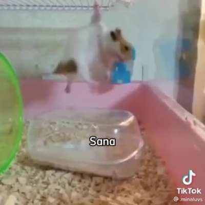 I love this video 🐷<3