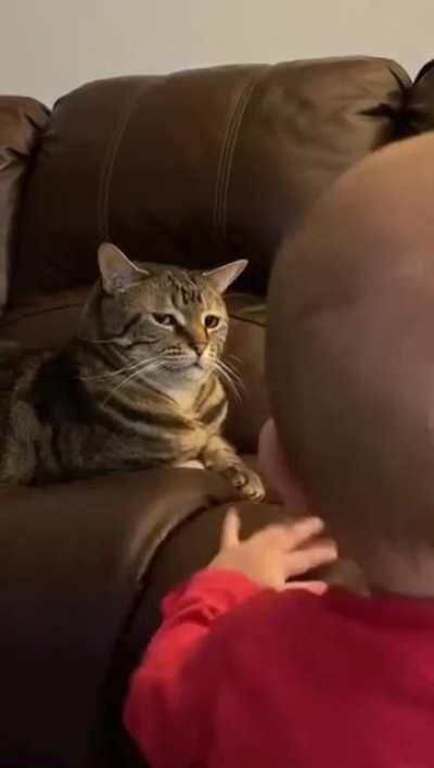 Cat isn’t thrilled with the new addition