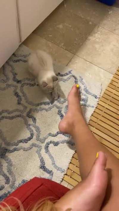 Rescued this little one on the campus where I work. This is him getting the hang of playing!