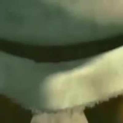 Shrek got him acting funny 🤪🤪