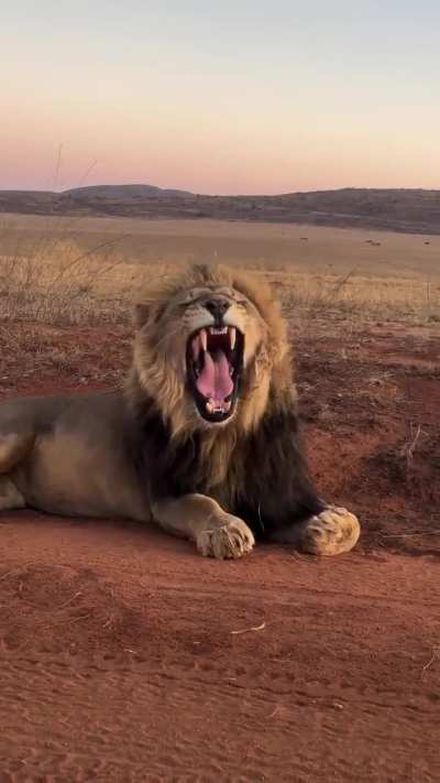 Logically which animal could take on a full grown male lion?