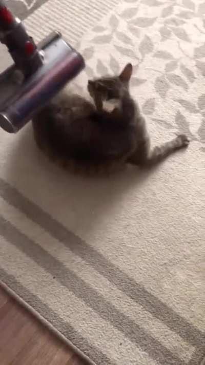 Kitty loves a vacuum