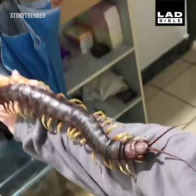 This giant centipede