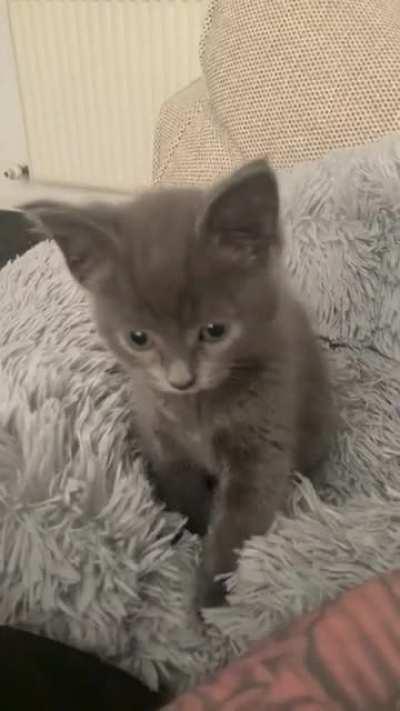 Lil Nug kneading her first loaf