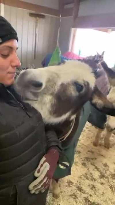 Donkey utterly adores their human