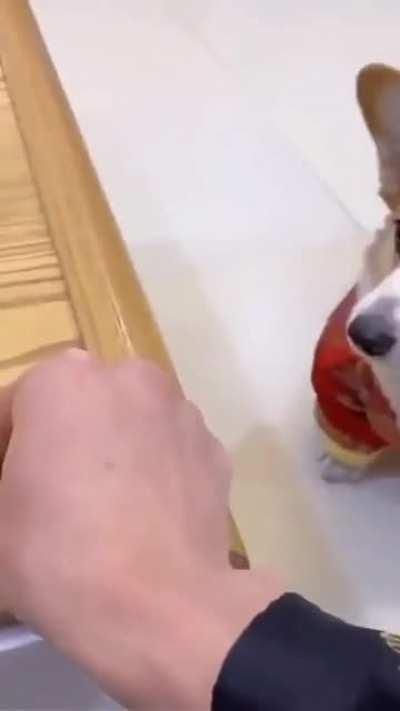 Even a dog understands after being fooled twice.