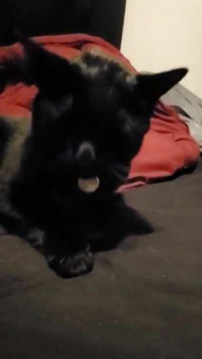 Wakeup screams! Please feel free to shame her yawn too.