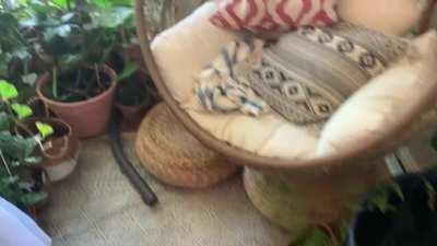 Quick walkthrough of my roommate’s jungle