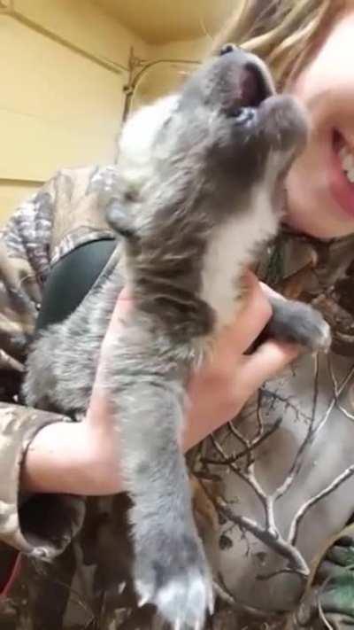 Wolf pup howling for the first time