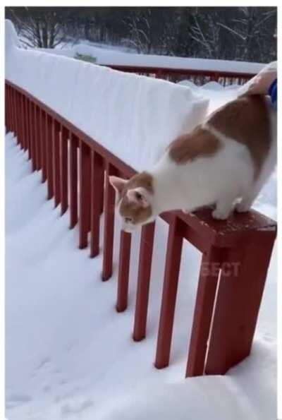 Не прыгай, котик!