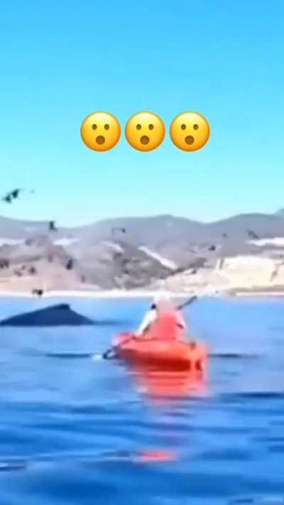 Humpback Whale swallows 2 people on a Kayak and spits them out...