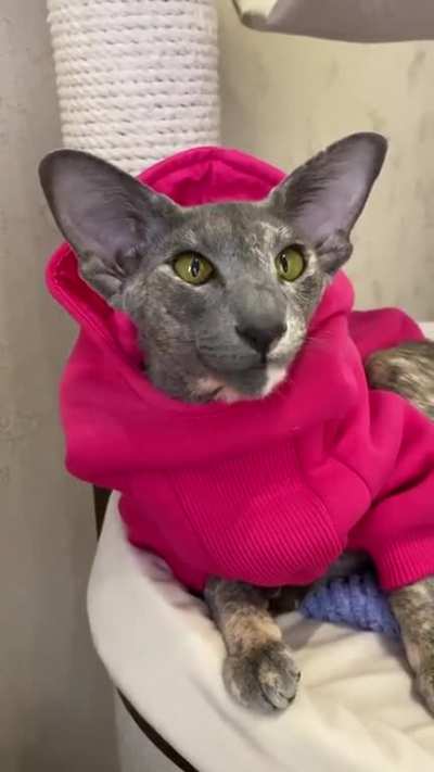 I am a proud and independent feline. I do my own thing, on my own terms, but I will always be there for my kittens. Oh yeah, that doesn't make me sound very catty because it is clear i am a proud and independent kitty cat.