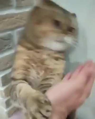 Tap the cat, and the cat taps back