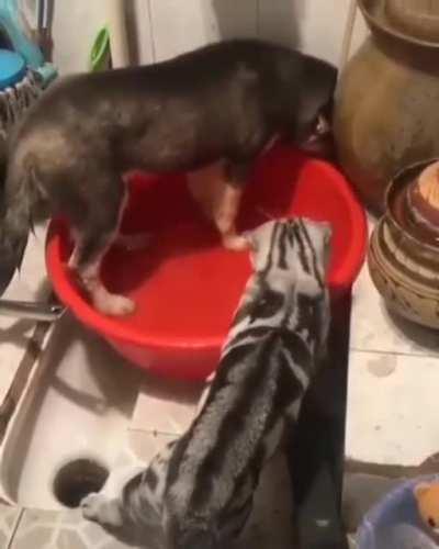 Just wanted to splash around