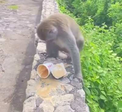 Macaco rouba copo de café, derrama, queima a propria bola e fica bravo
