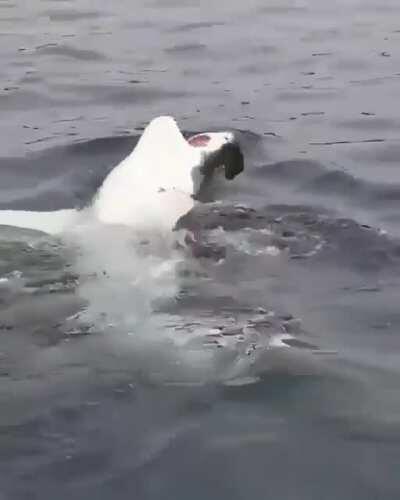 widepeepoHappy Ele quer carinho na barriga