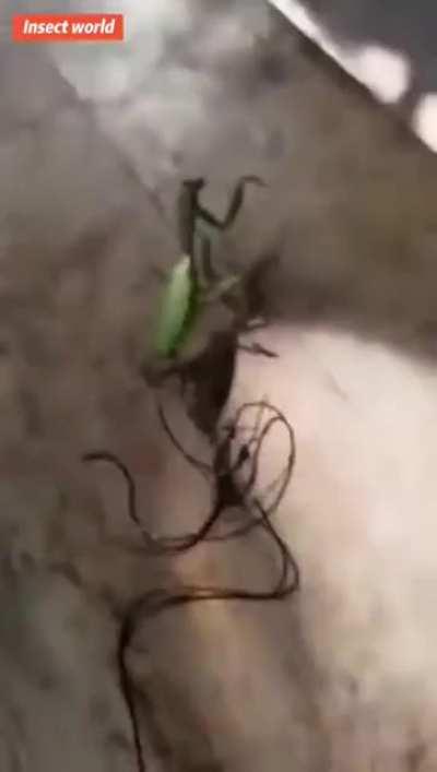 What’s living inside praying mantis??