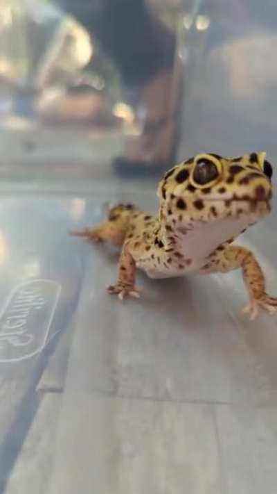 my new friend that i found in my yard in NEW ENGLAND?! - Pepper