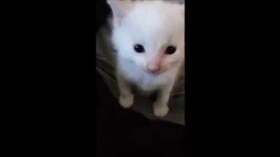 What is Herbert going to say?