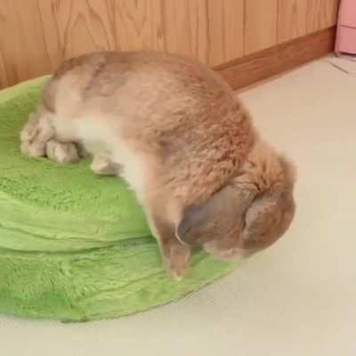 Perilous bun life documentary