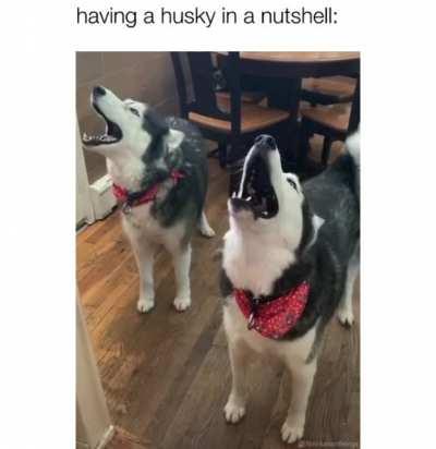 They just scream for no reason 😩🤣