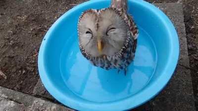 Happy Owl