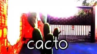 cacto