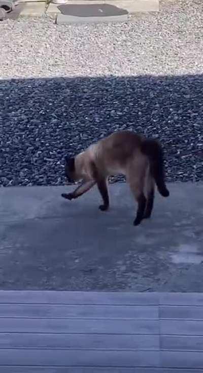 Котор Макгрегор