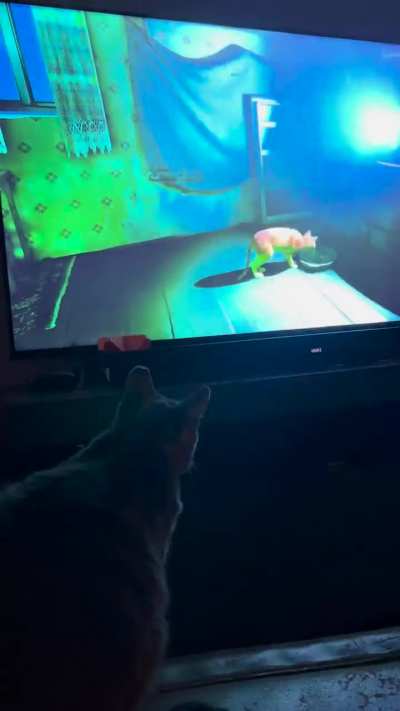 Just beautiful !!!😻