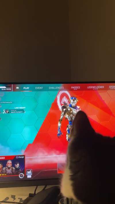 My cat likes the bats flying around the lobby