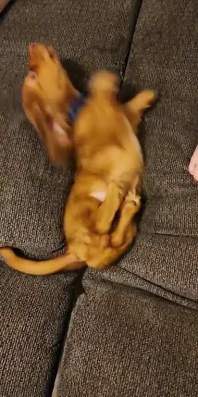 Pup slips into the abyss.