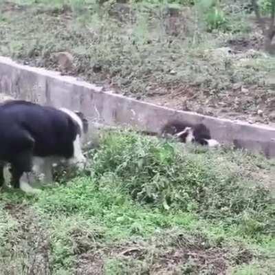 Border Collies, often cited as the most intelligent of all domestic dogs.