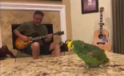 Parrot singing