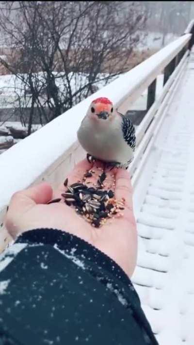 When a wild bird decides to trust a human