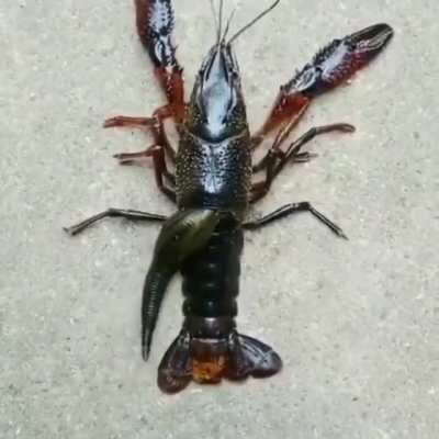 Thanks, I hate leeches