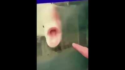 fish nigjts at fijsh