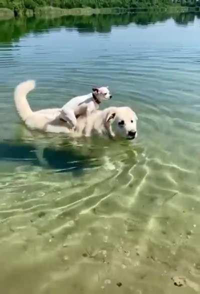 Giving his little fren a ride