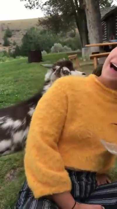 The Singing Goat ( cute voice )