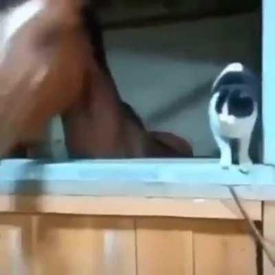 Amizade dos animais é linda