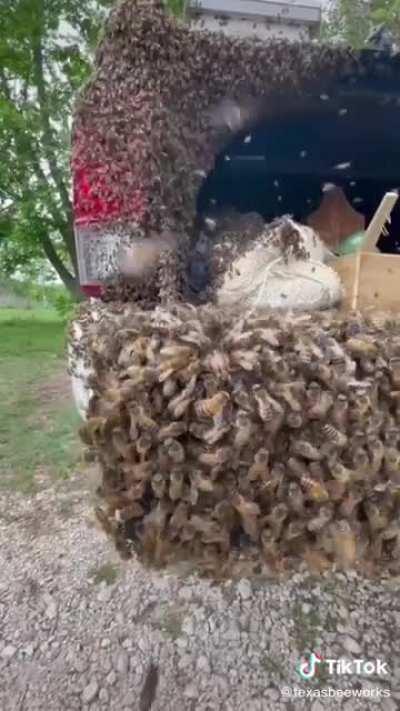 Bees decide to make a beekeeper’s truck their home. The beekeeper figures out a way to get them back into their hive.
