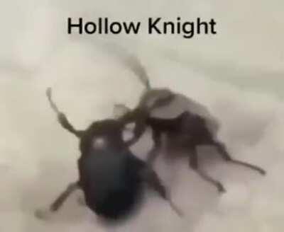 HollowKnightMemes - Video #3094