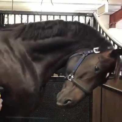 One of my favorite gifs in my gif list, horse bamboozled by a massaging apparatus
