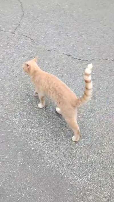 Every day, in rain, snow, sun, my kitty Dash follows me when I walk the dog. Makes me smile to see him padding among with us.