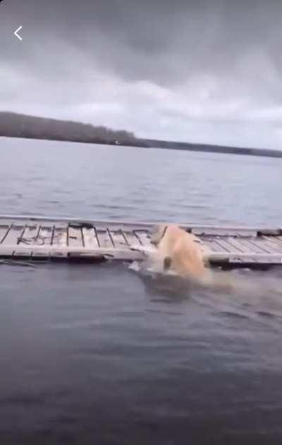 He Was Just Checking The Surface Tension